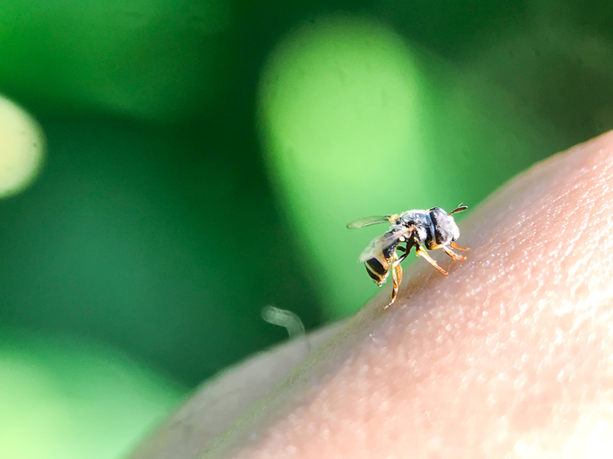 Photo shows a bee sitting on a person's skin/Getty Images