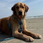 Baloo the golden retriever on the beach