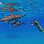 Woman snorkeling with dolphins in the ocean