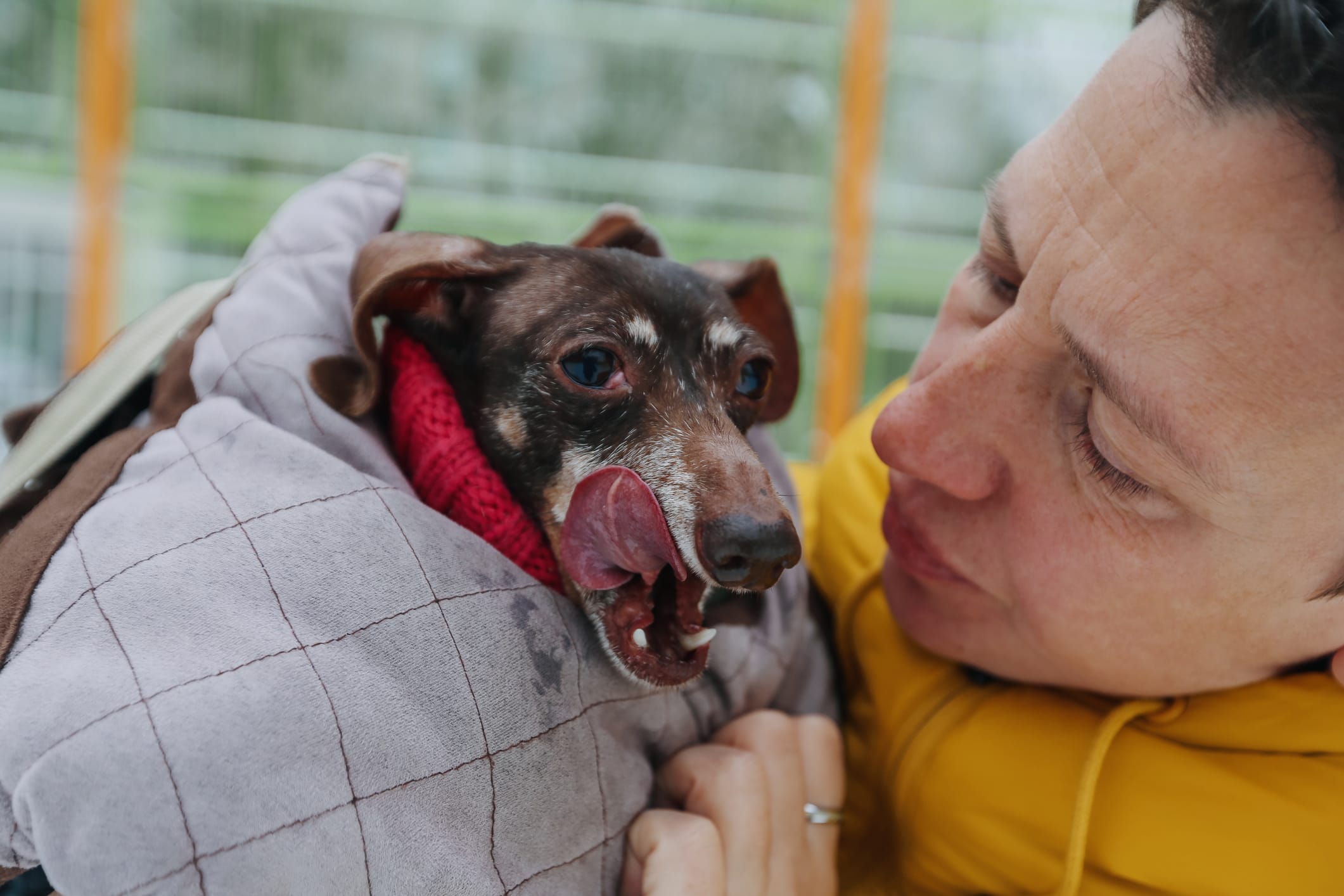 Woman holding older dog wrapped in a blanket
