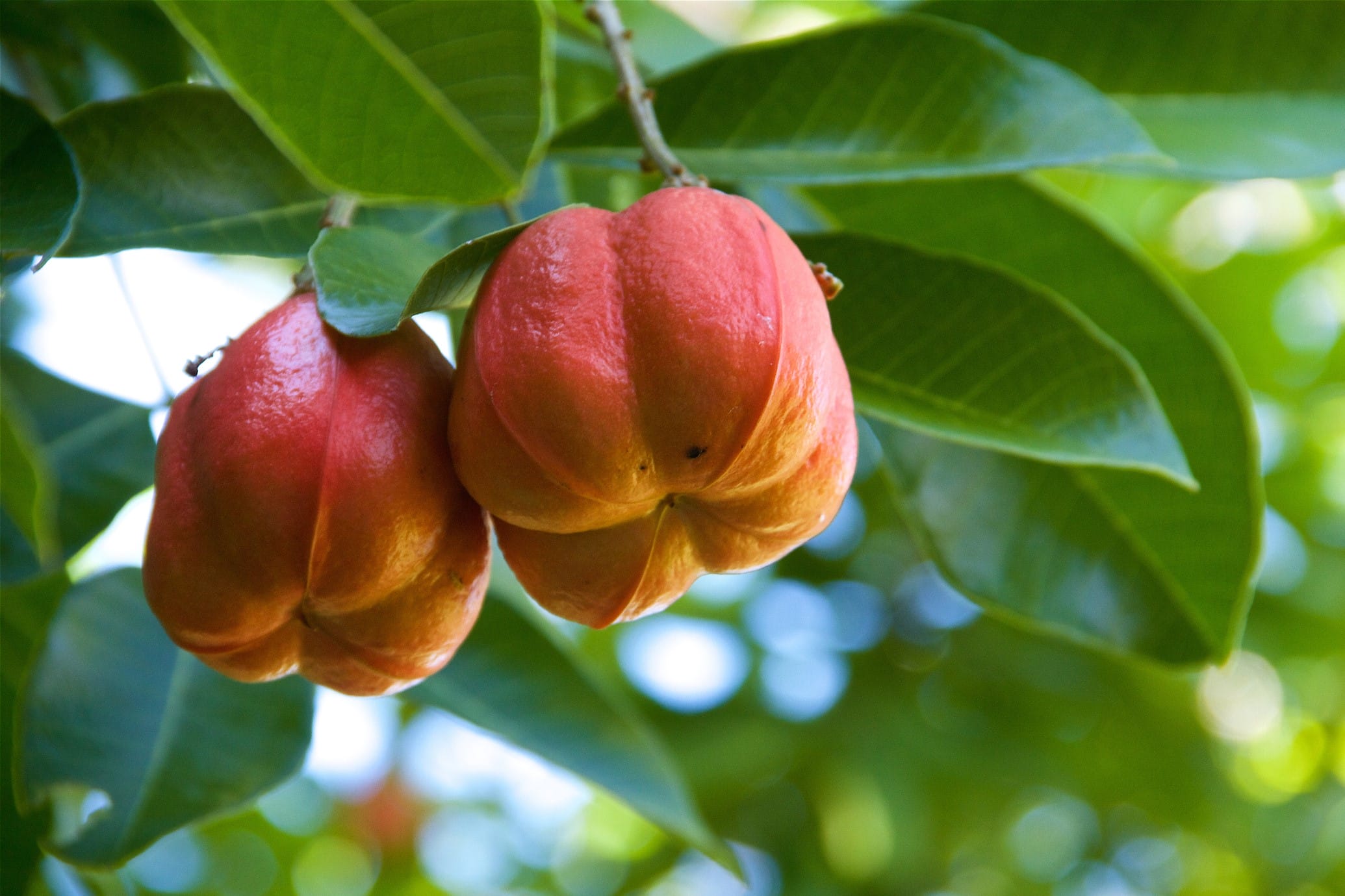 Ackee fruit growing on a tree