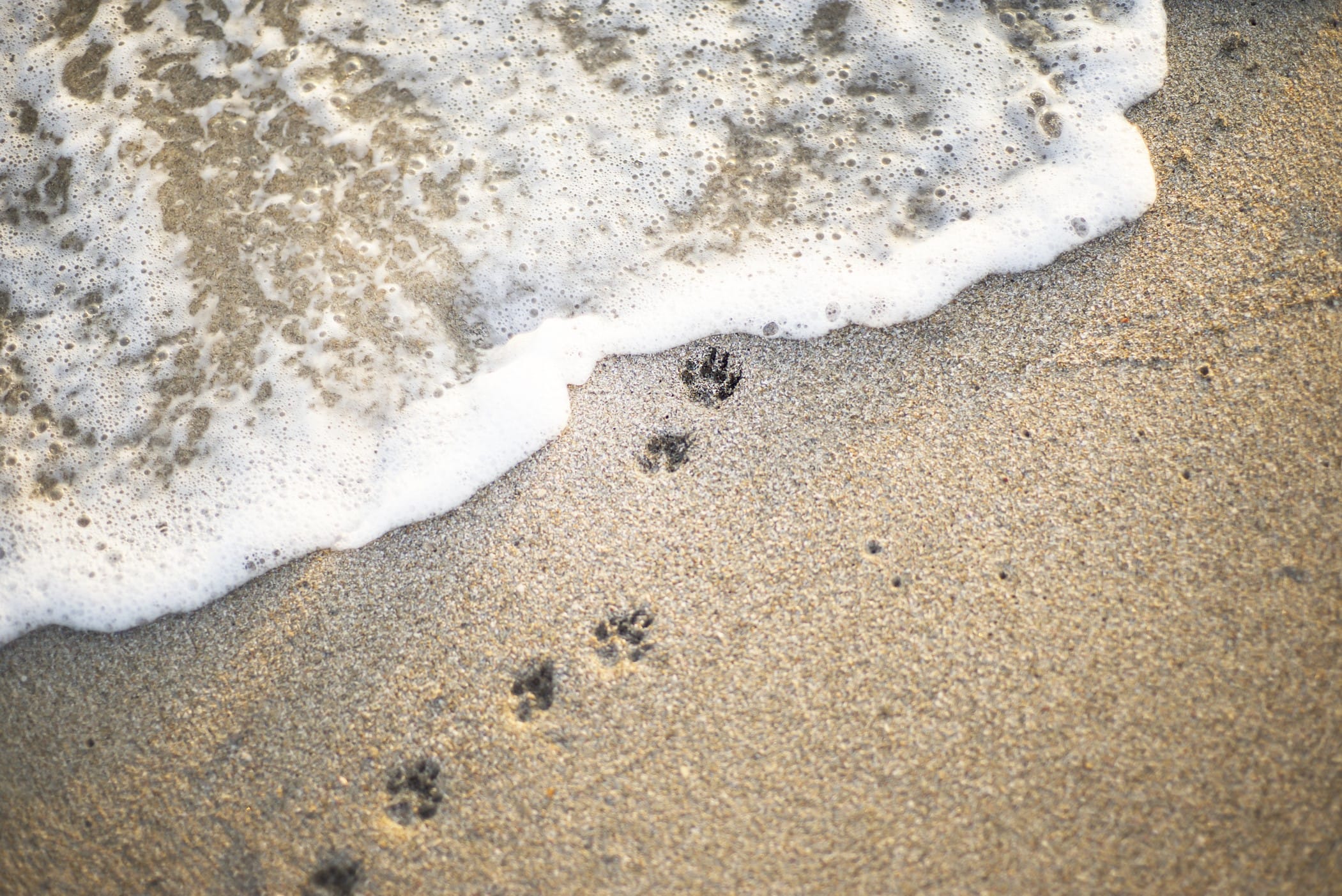 Paw prints in the sand