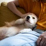 Dachshund on owner's lap