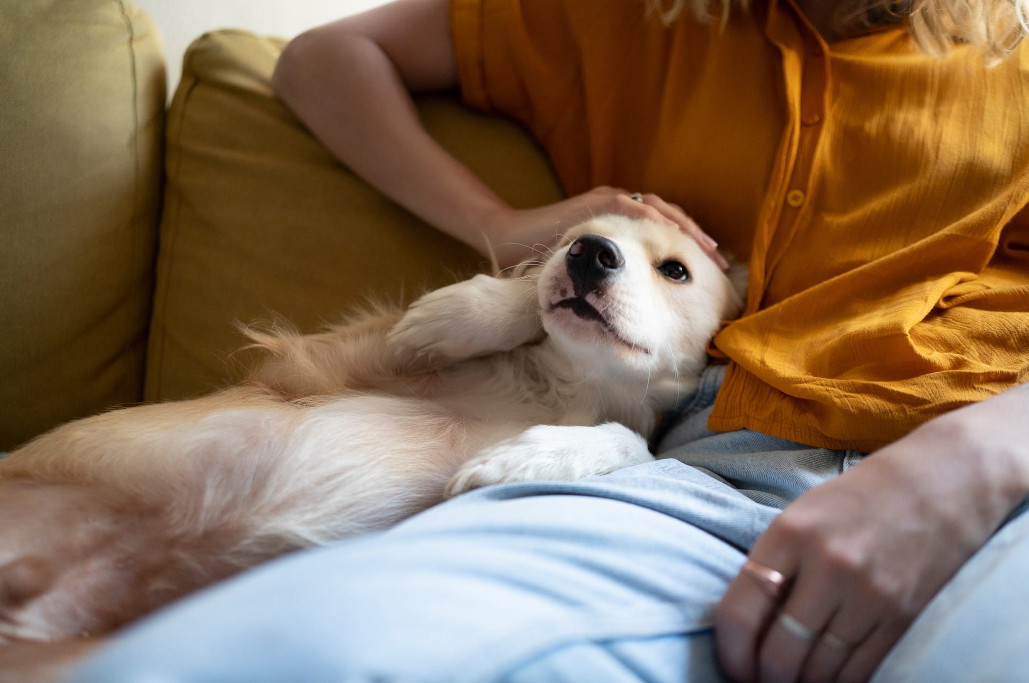 Dachshund on owner's lap