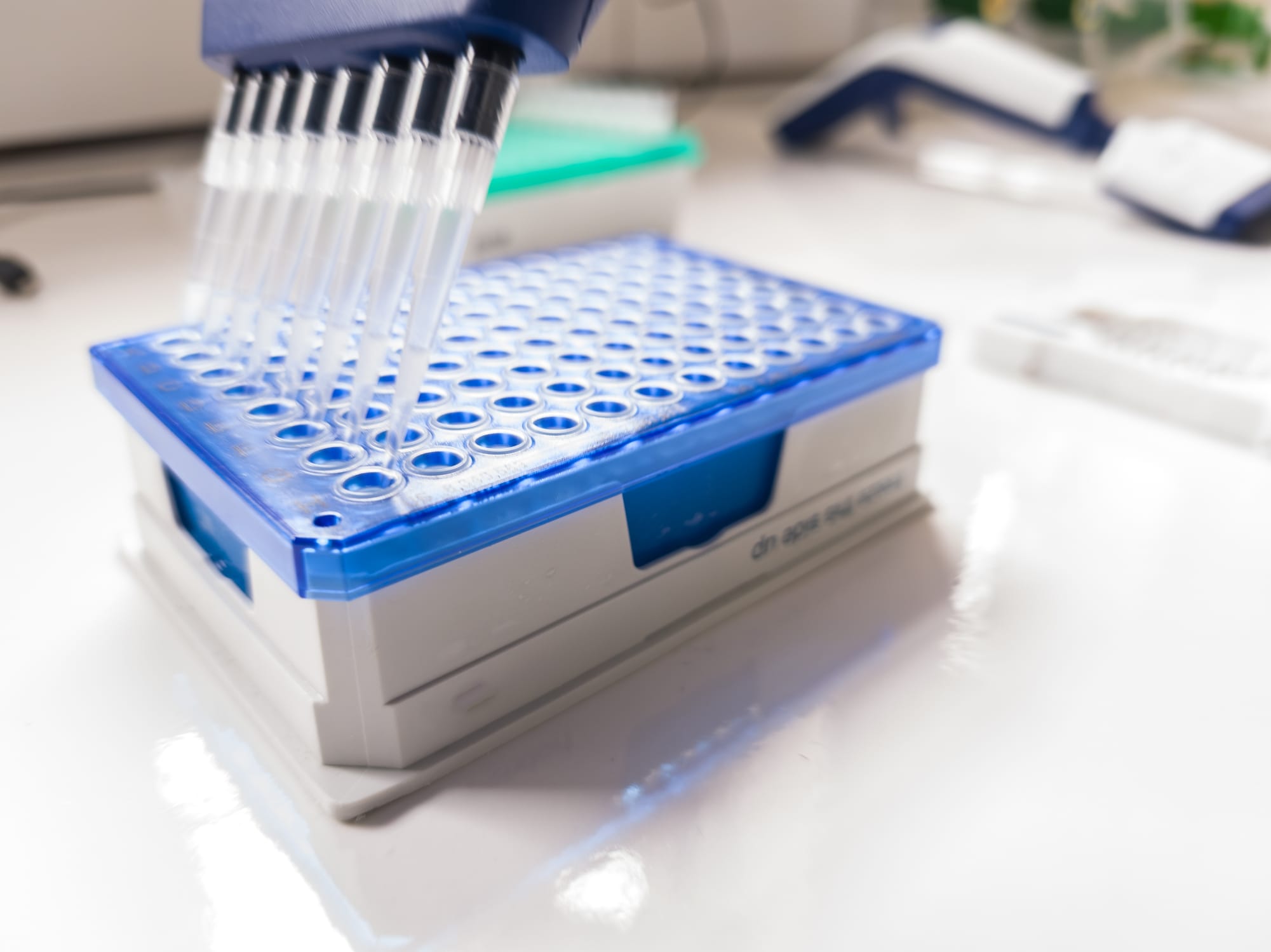 Scientist filling ddPCR plate with droplets using multichannel pipette for DNA and GMO analysis